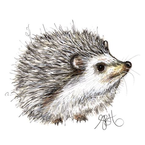 Hedgehog print on canvas | Igel illustration, Tierzeichnung, Igelzeichnung