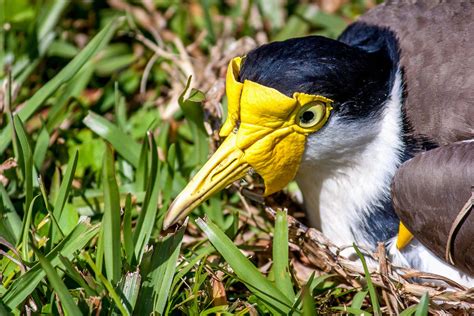 Spur-Winged Plover nesting Free Photo Download | FreeImages