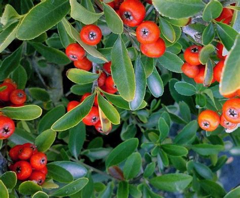 10 Dwarf Flowering Shrubs for Containers - Birds and Blooms