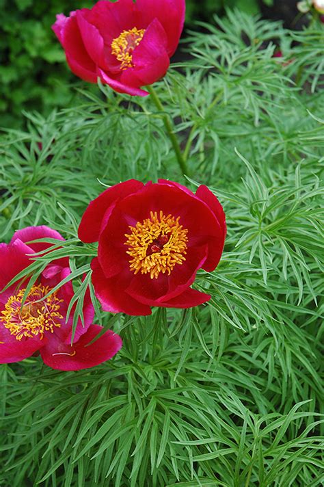 Fernleaf Peony (Paeonia tenuifolia) in Regina, Saskatchewan (SK) at Dutch Growers Garden Centre