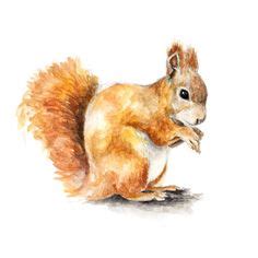 27 Watercolor: The Red Squirrel ideas | squirrel, red squirrel, watercolor