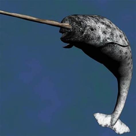 Narwhals...sea demons! | Weird animals, Ocean creatures, Sea mammal