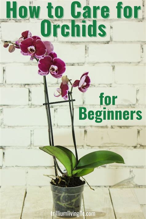 Orchid Care Tips: Growing Phalaenopsis Orchids - Trillium Living | Plant care houseplant, Orchid ...