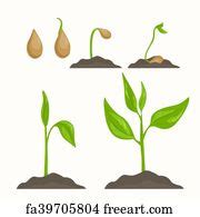 Free art print of Diagram showing bean plant life cycle. Diagram ...