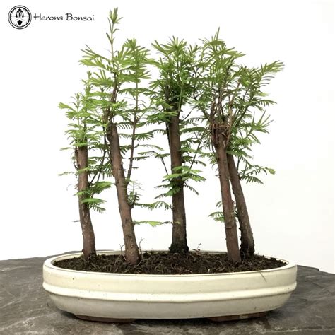 Dawn Redwood Forest Bonsai | Herons Bonsai Nursery