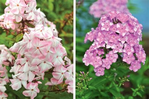 Phlox Paniculata: Varieties, Photos, Care And Propagation - Best ...