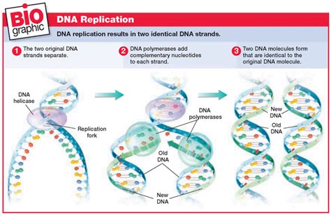 Steps for Replication