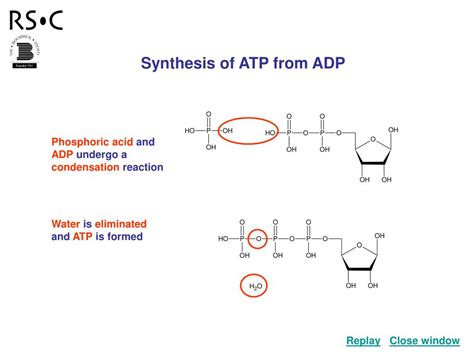 How Atp Is Produced From Adp - Wasfa Blog