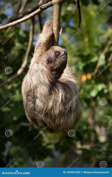 Sloth in a Tree stock image. Image of slowness, rain - 185961035