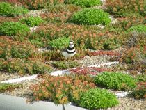 St. Louis Community College Wildwood Campus - Greenroofs.com