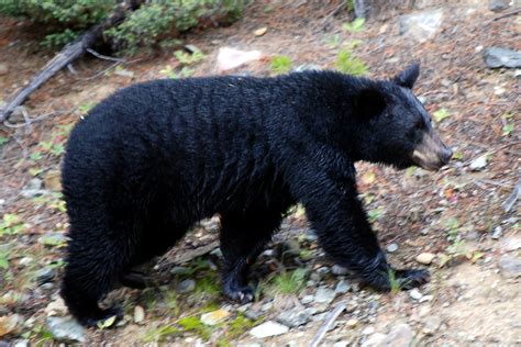 File:Canadian Rockies - the bear at Lake Louise.jpg - Wikimedia Commons