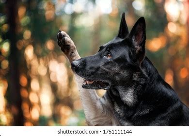 Dog Waving Paw Shepherd Raised Paw Stock Photo 1751111144 | Shutterstock