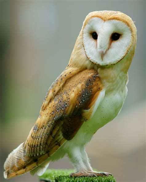 Barn owl - Wikipedia