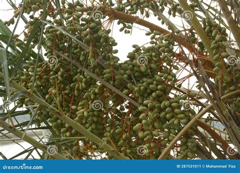 Beautiful Date Palm on Tree Stock Image - Image of spruce, berry: 287531011