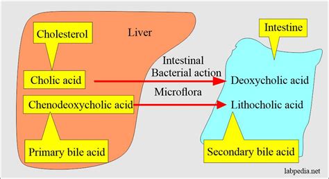 Urine Analysis: Part 30 – Bile Salts in The Urine (Bile Acid Metabolism) – Labpedia.net