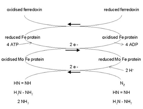 Nitrogen Fixation; Diazotrophy