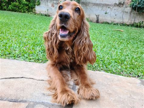 Cocker spaniel haircuts : cockerspaniel