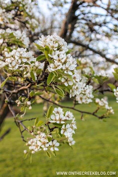 Pear Blossoms + Bartlett Pear Recipes - Tiff W. - on the creek blog