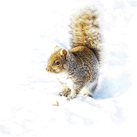 Squirrel on white snow Photograph by Tatiana Travelways - Fine Art America