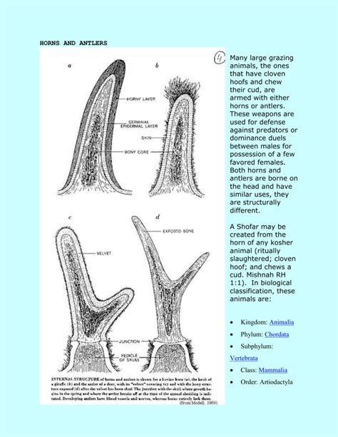 Physical Properties of Antlers and Horns