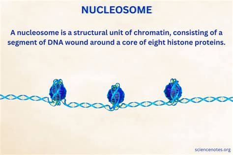 Nucleosome Structure and Function