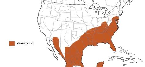 What Are The 3 Types of Vultures Found In The United States? (2022 ...