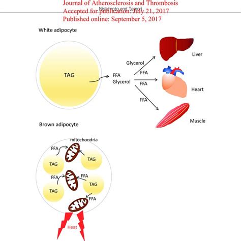 (PDF) CIDE Family-Mediated Unique Lipid Droplet Morphology in White ...