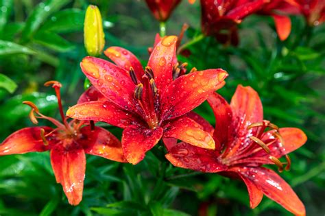 Vivisteria: il fiore di Elemental esiste davvero?