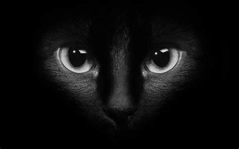 Download Wallpaper 1680x1050 Black cat face, eyes, darkness HD Background