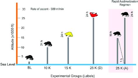 Study Design. Male SD rats (10 week old; 200-230 g) were exposed to... | Download Scientific Diagram