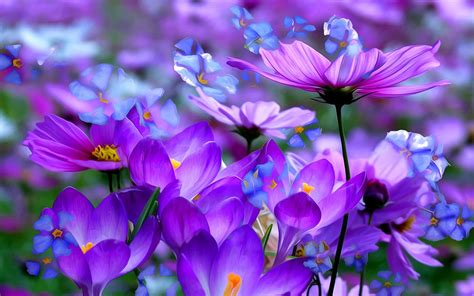 Free photo: Purple spring flower - Flora, Flower, Garden - Free ...