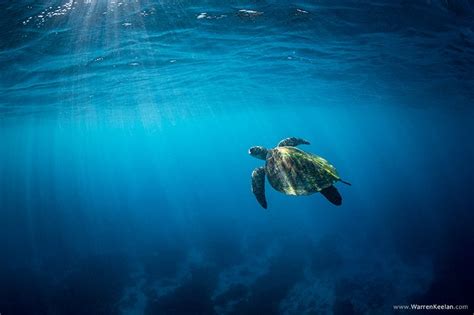 Ocean Blog | Seascape photography, Ocean, Turtle