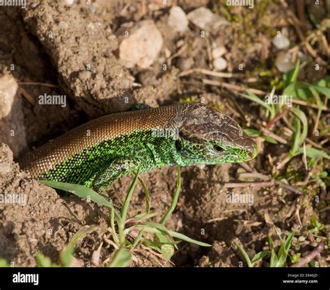 Sand lizards, Lacerta agilis, brightly-coloured male in breeding season ...