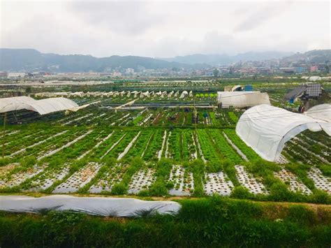 La Trinidad Strawberry Farm (DIY Guide): How to Get There + Sights