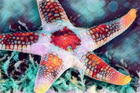 Starfish in Bright Colors Photograph by Debra and Dave Vanderlaan - Pixels