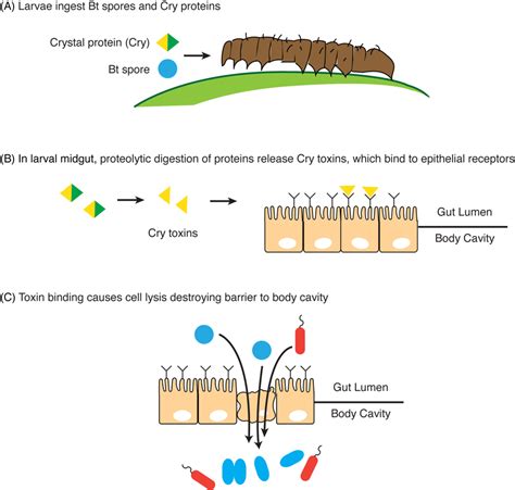 How does Bt cotton kill bacteria?