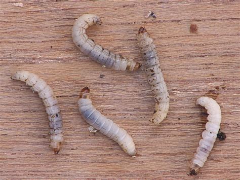Wax Moth Larvae - Sydney's Best Pest Control