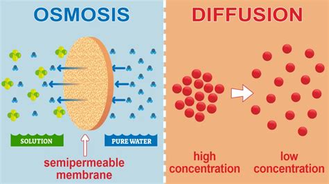 Osmosis and Diffusion: Differences and Factors Affecting Them