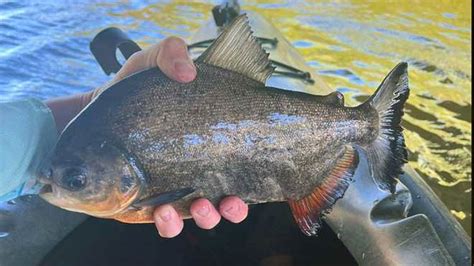 Piranha-like pacu fish caught in South Carolina lake - WeirdNews - Dunya News