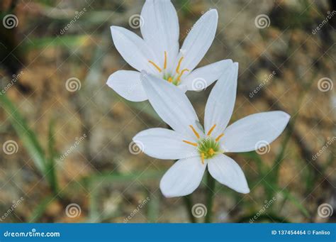 Zephyranthes Candida Flowers Blooming in Summer Stock Photo - Image of lily, garden: 137454464