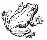 Realistic frog coloring Page  Free And Printable sketch template