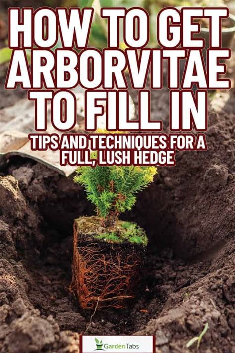 How To Get Arborvitae To Fill In: Tips And Techniques For A Full, Lush Hedge