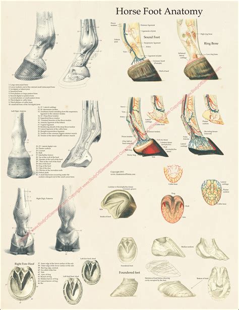 Horse Foot Hoof Anatomy Poster 18" X 24" – Body of Elements