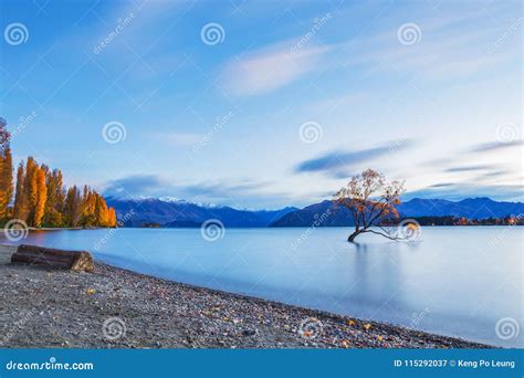 Wanaka Tree in Sunrise, New Zealand Stock Image - Image of beach, cloud: 115292037