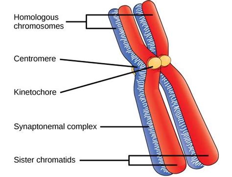 Draw The Structure Of The Chromosome And Label Its Class 12 Biology Cbse | Images and Photos finder