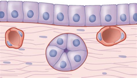 Key Features Of Epithelial Tissue