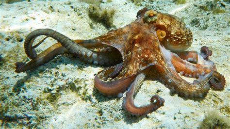 Octopuses Might Change Colors For More Reasons Than Just Camouflage