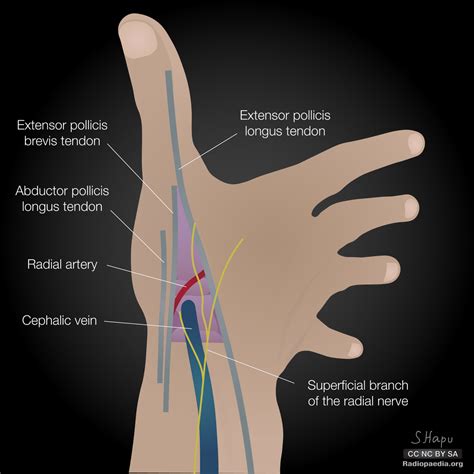 Anatomical Snuff Box Tendons, The Anatomical Snuffbox Borders Contents Teachmeanatomy, Maybe you ...