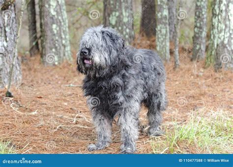 Large Gray Fluffy Scruffy Old English Sheepdog Newfie Type Dog Needs Groom Stock Photo - Image ...