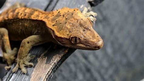 Crested Gecko Lighting – Complete Guide for Beginners